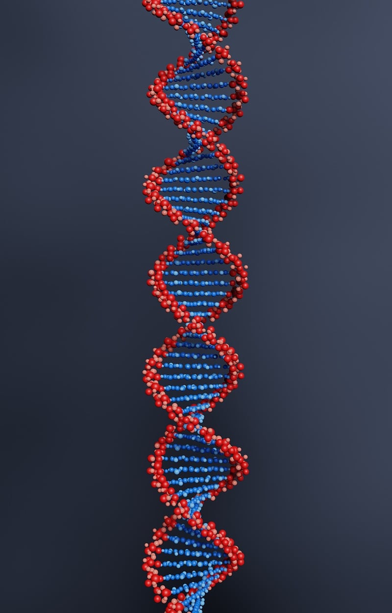 DNA Strand